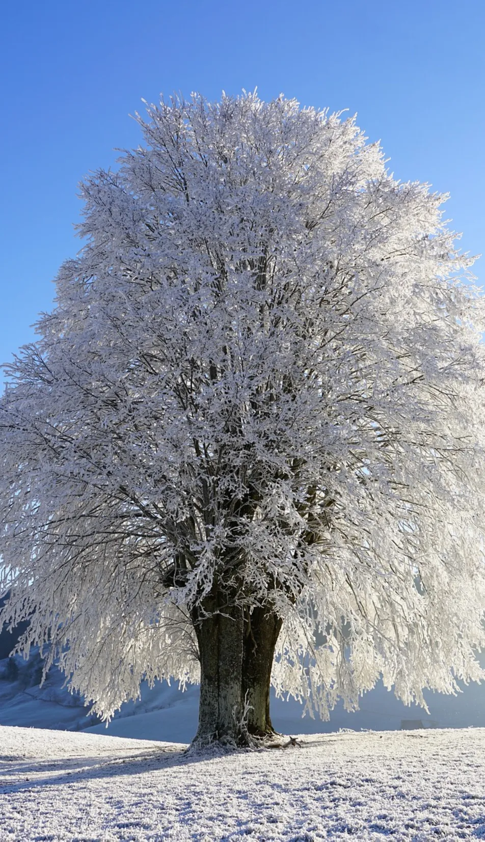 Lawinenkurse Geeignet - Schneebedeckter Baum